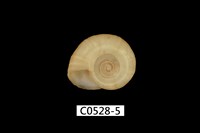 藏品(紅蘋果螺)的圖片